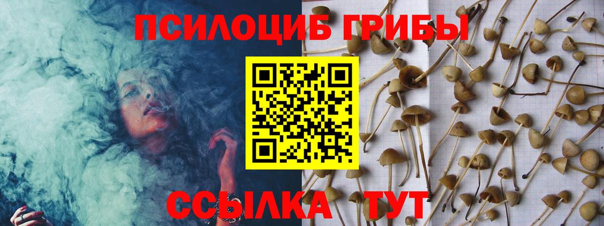 где найти   Псилоцибиновые грибы MAGIC MUSHROOMS  Алейск  Вход с VPN  Псилоцибиновые грибы GOLDEN TEACHER 